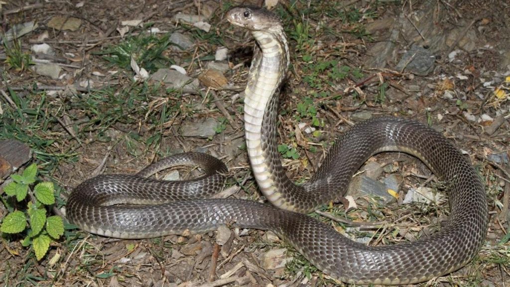 “Envenomation and subsequent deaths from the Caspian Cobra ( Naja oxiana ) have never