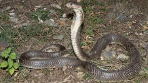 “Envenomation and subsequent deaths from the Caspian Cobra ( Naja oxiana ) have never