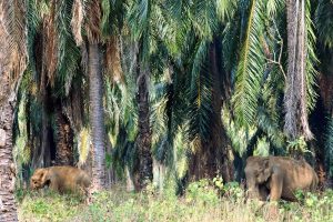 I have always been a firm believer in the Natural Commons, that every human being has