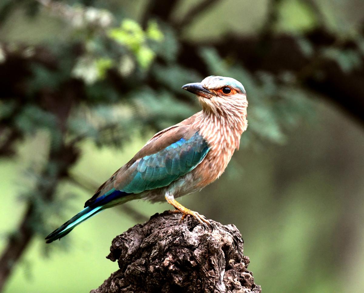 Noted conservationist and ornithologist Asad Rahmani’s latest book, Where Have the Birds Gone?