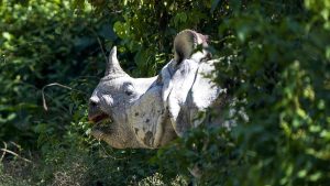 “A breeding, self-sustaining population of rhinos in Manas is proof that community-led