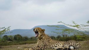 As Project Cheetah completes 4 years, major cat population in India rises to 52