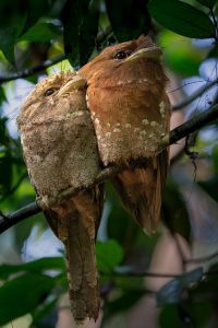 Photography exhibition by Induchoodan Foundation showcases the birds of Keralam