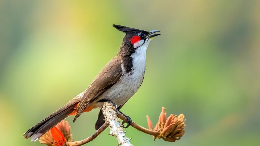 Researchers analysed more than one lakh song recordings from more than 3,000 passerine bird