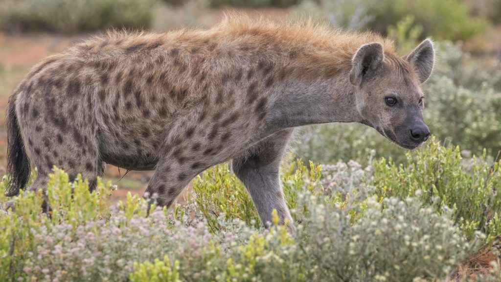 But according to new findings, hyenas also inherit resources and status, and not just