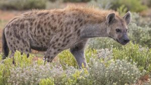 But according to new findings, hyenas also inherit resources and status, and not just