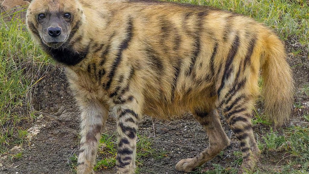 Estimates suggest there are around 5,000 to 14,000 striped hyenas worldwide of which some 1,000