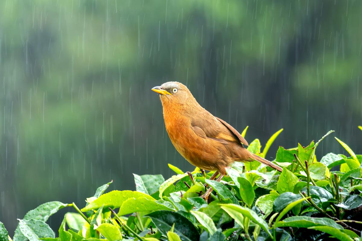 Photography exhibition by Induchoodan Foundation showcases the birds of Keralam