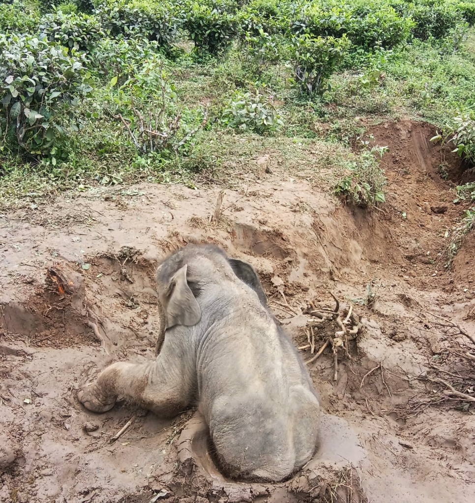 Elephants are increasingly facing anthropogenic or human-induced hazards in Assam