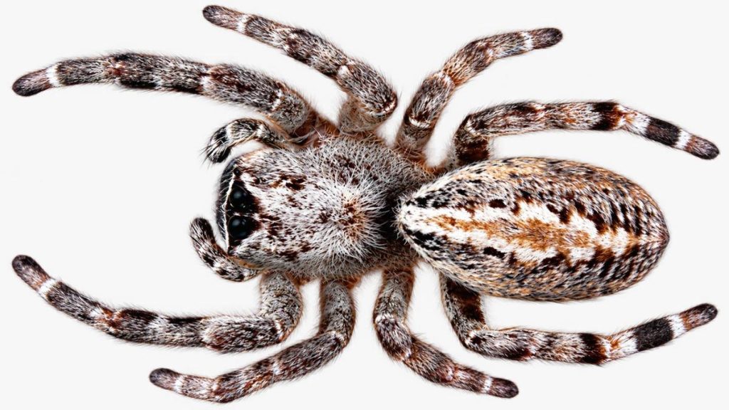 To investigate the biological activity of these molecules, the researchers tested venom gland