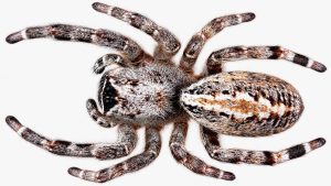 To investigate the biological activity of these molecules, the researchers tested venom gland