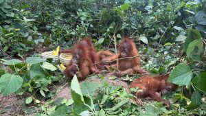 Five young orangutans rescued from Odisha's Balasore district