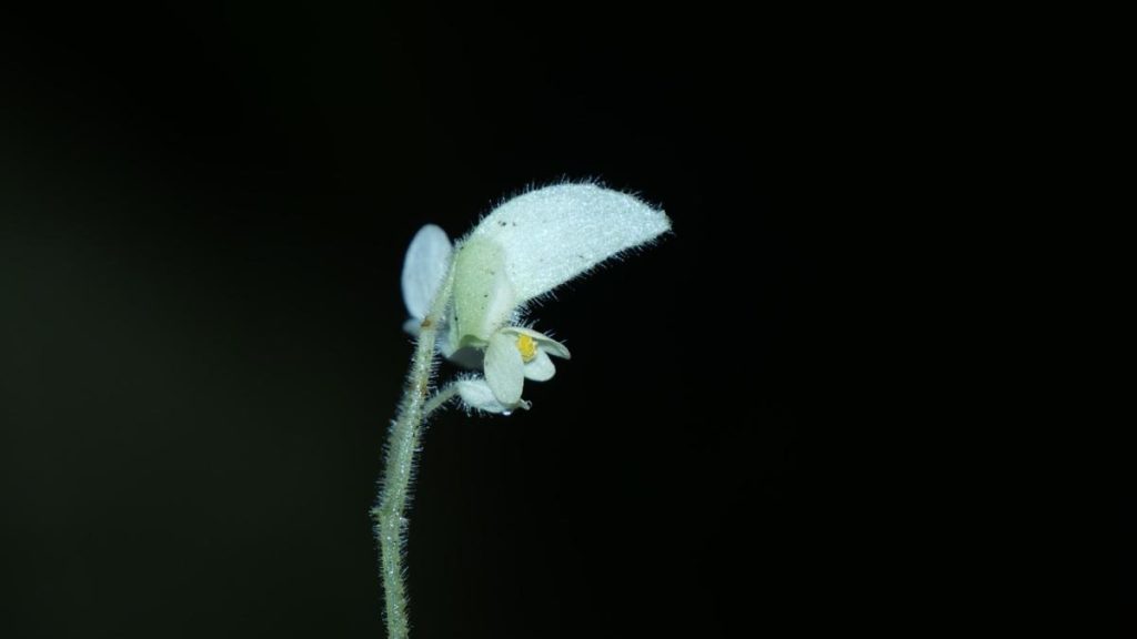 New Begonia species described from Arunachal Pradesh