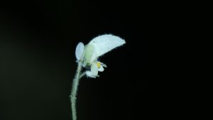 New Begonia species described from Arunachal Pradesh