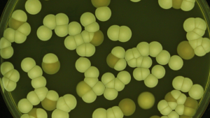 Why scientists are rethinking the chemical 'arms race' against fungi