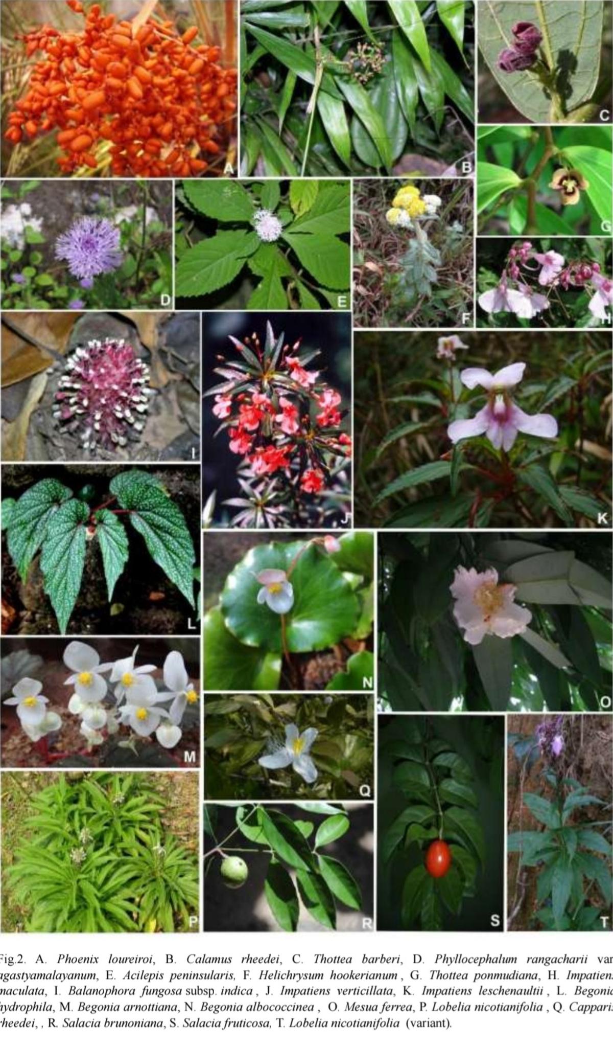 New checklist by Keralam research team records 3,261 flowering plant species in Agasthyamalai
