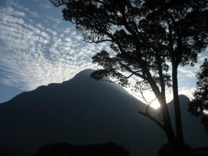 New checklist by Keralam research team records 3,261 flowering plant species in Agasthyamalai