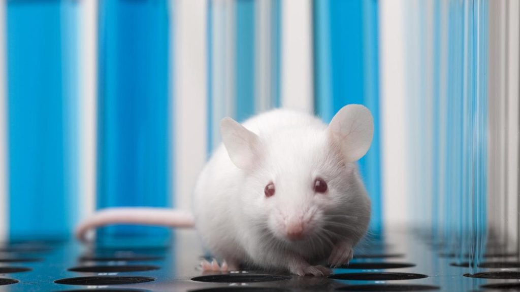 New study proposes simple test to spot mammals most vulnerable to climate change