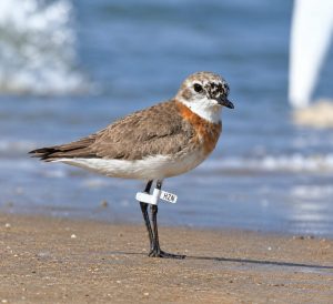 “The observation is noteworthy as it documents an individually marked Eurasian whimbrel