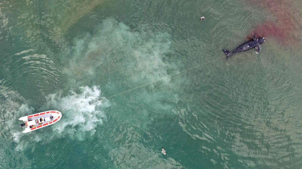 Investigators in Argentina are trying to solve the mystery of baby whales washing up dead