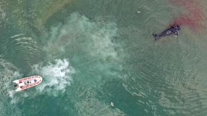 Investigators in Argentina are trying to solve the mystery of baby whales washing up dead