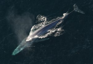 Most of the recent Gujarat strandings I could find were Bryde’s whales