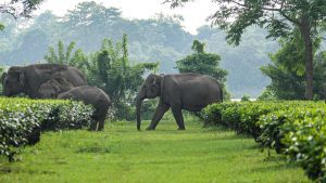 GPS study on elephant movements aims to mitigate conflicts in Assam