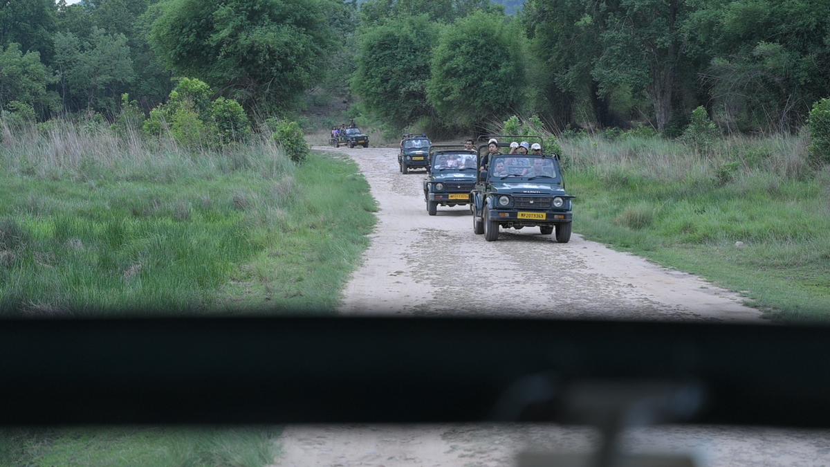 Special Arrangement He had seen us — A tiger at Bandhavgarh | Photo Credit