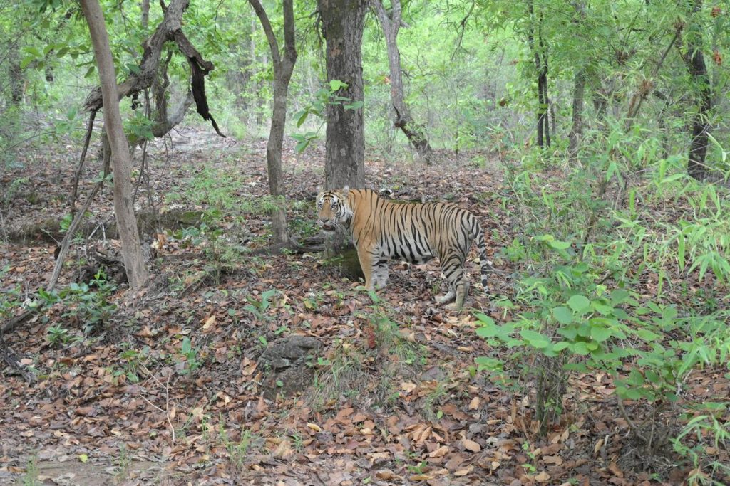 Special Arrangement He had seen us — A tiger at Bandhavgarh | Photo Credit