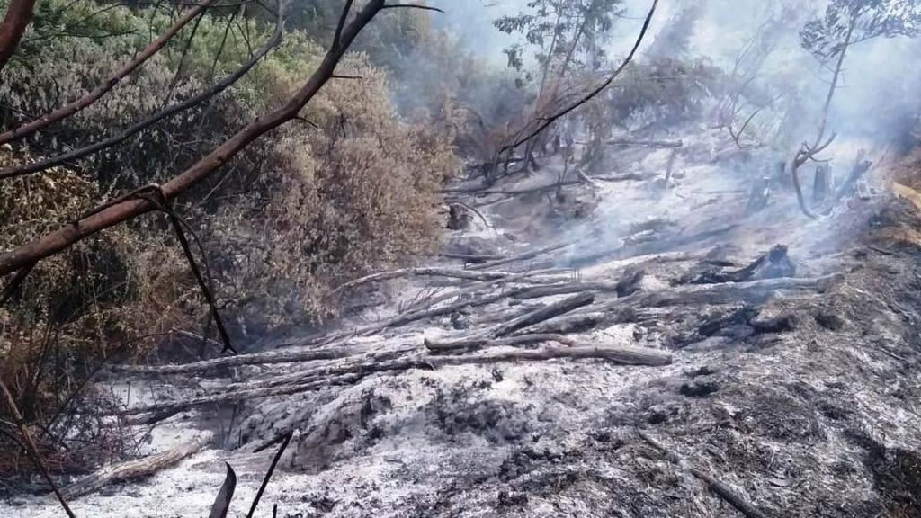El Niño could intensify stress on Keralam's forests and wildlife