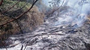 El Niño could intensify stress on Keralam's forests and wildlife