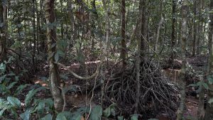 Why Keralam has launched India's first ecosystem Red List assessment