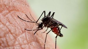 Tamil Nadu is recording around 200 cases of dengue a day