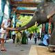 Frame SOP governing participation of elephants in temple events, religious functions, Madras HC