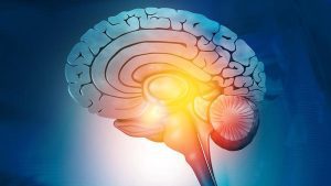 Human brain tissue grown from stem cells was transplanted into mice in which much