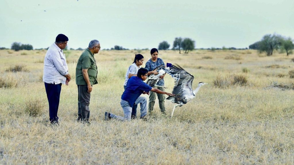 Currently, the Great Indian Bustard facilities in Sam and Ramdevra house 97 birds, 40 of which