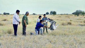 Currently, the Great Indian Bustard facilities in Sam and Ramdevra house 97 birds, 40 of which