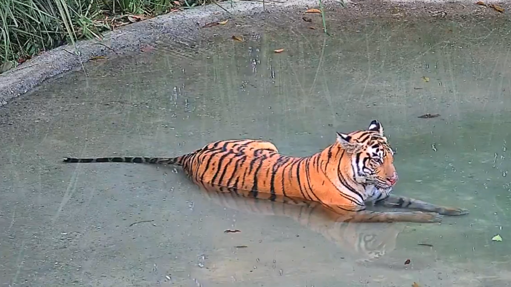 T138 has been brought from Valmiki Tiger Reserve in Bihar to Buxa
