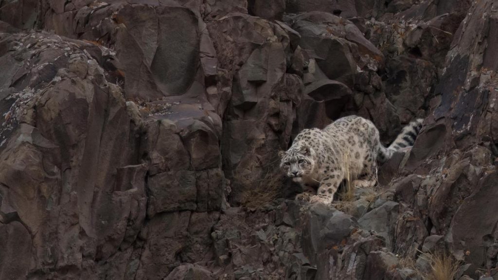 From the brink to a comeback, hope for India's wildlife