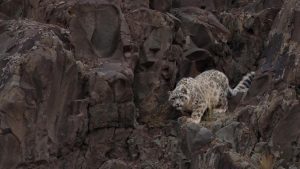 From the brink to a comeback, hope for India's wildlife