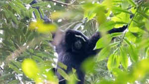 Building bridges for India's wildlife