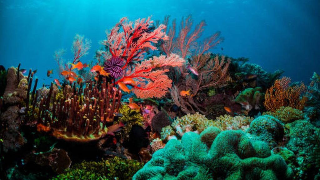 All bleached corals in direct contact with healthy corals achieved complete recovery
