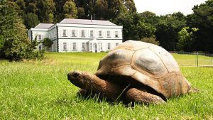 Jonathan is an Aldabra giant tortoise who lives at the residence of the governor of St Helena