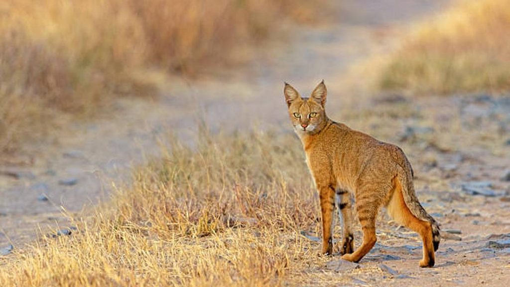 Now a new global study has found that once destroyed, grasslands that grew for millennia can