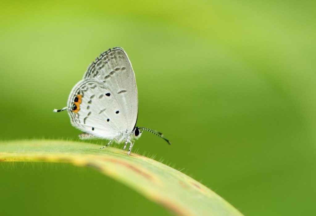 Wildlife photography exhibition to showcase Andhra Pradesh biodiversity in Vizag