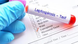 key details about: Leptospirosis